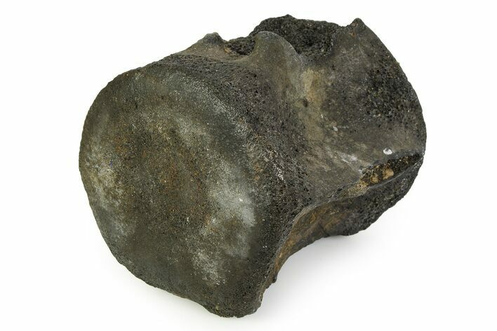 Fossil Whale Caudal Vertebra - South Carolina #351108